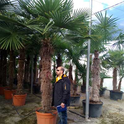 Trachycarpus Fortunei w Egzotyczny Ogród