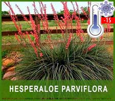 Hesperaloe Parviflora