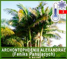 ARCHONTOPHOENIX ALEXANDRAE