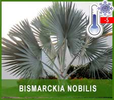 Bismarckia Nobilis