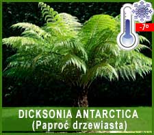 Dicksonia Antarctica