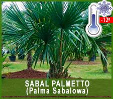 Sabal Palmetto